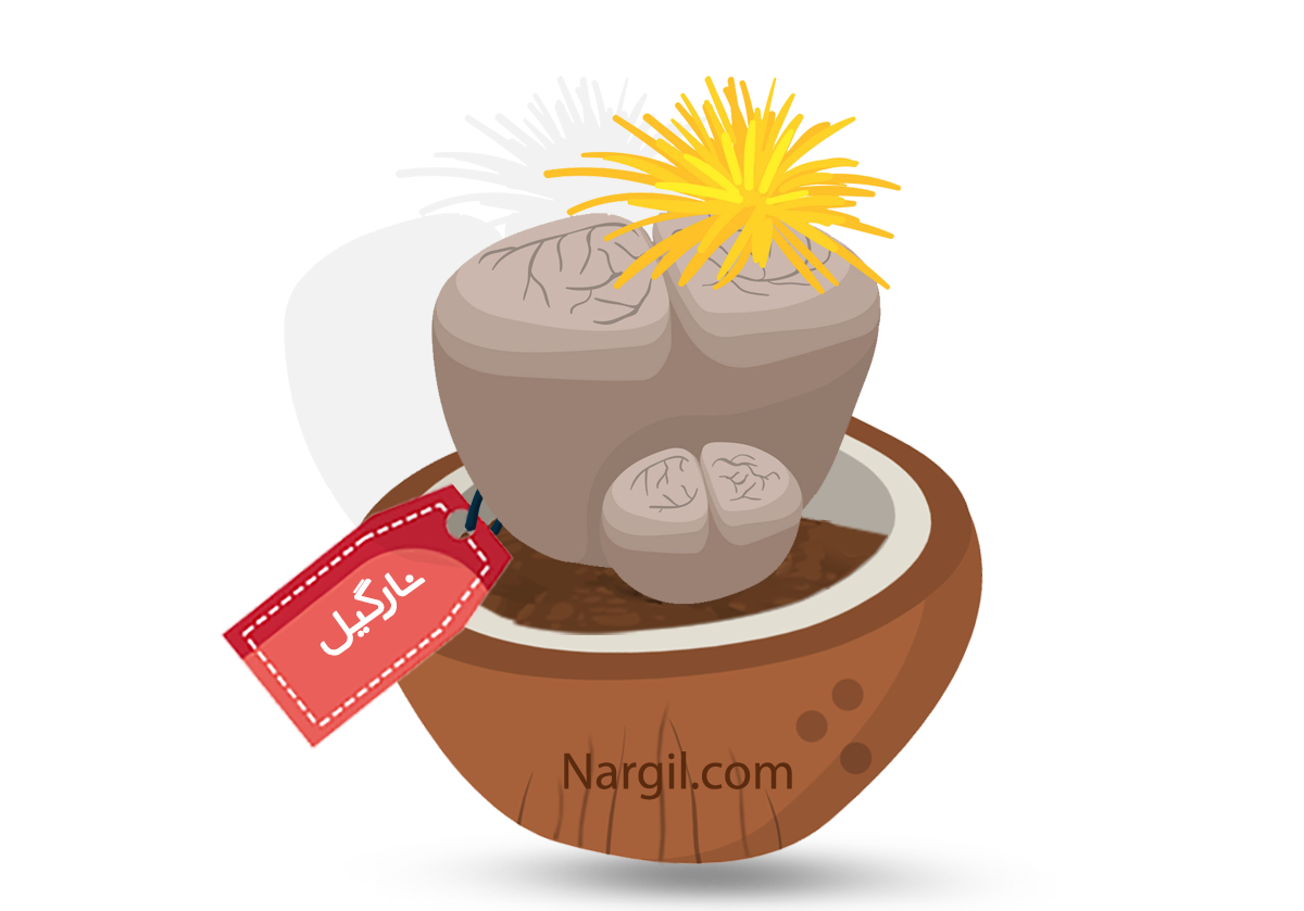  Nargil - Living stones